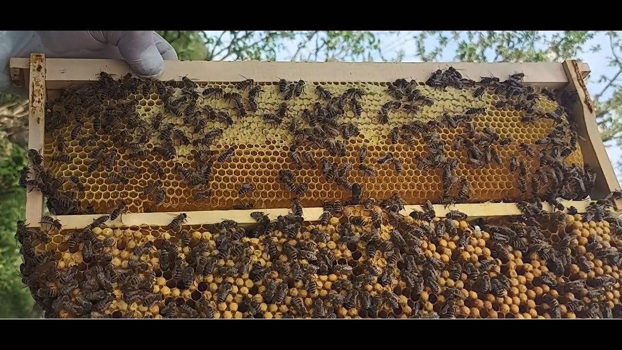 Praktičan primjer ograničavanja matice Belčićevom metodom, 10. 4. 2024.