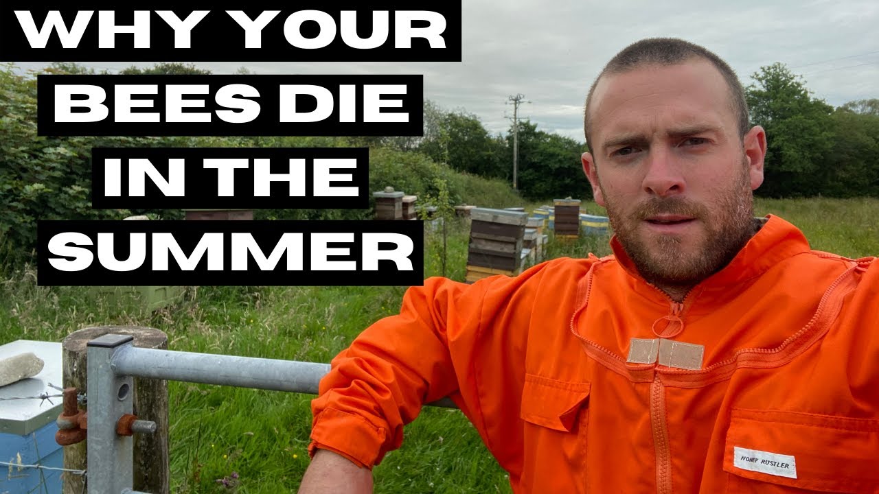Summer Losses, biggest reason why your bees die over the summer