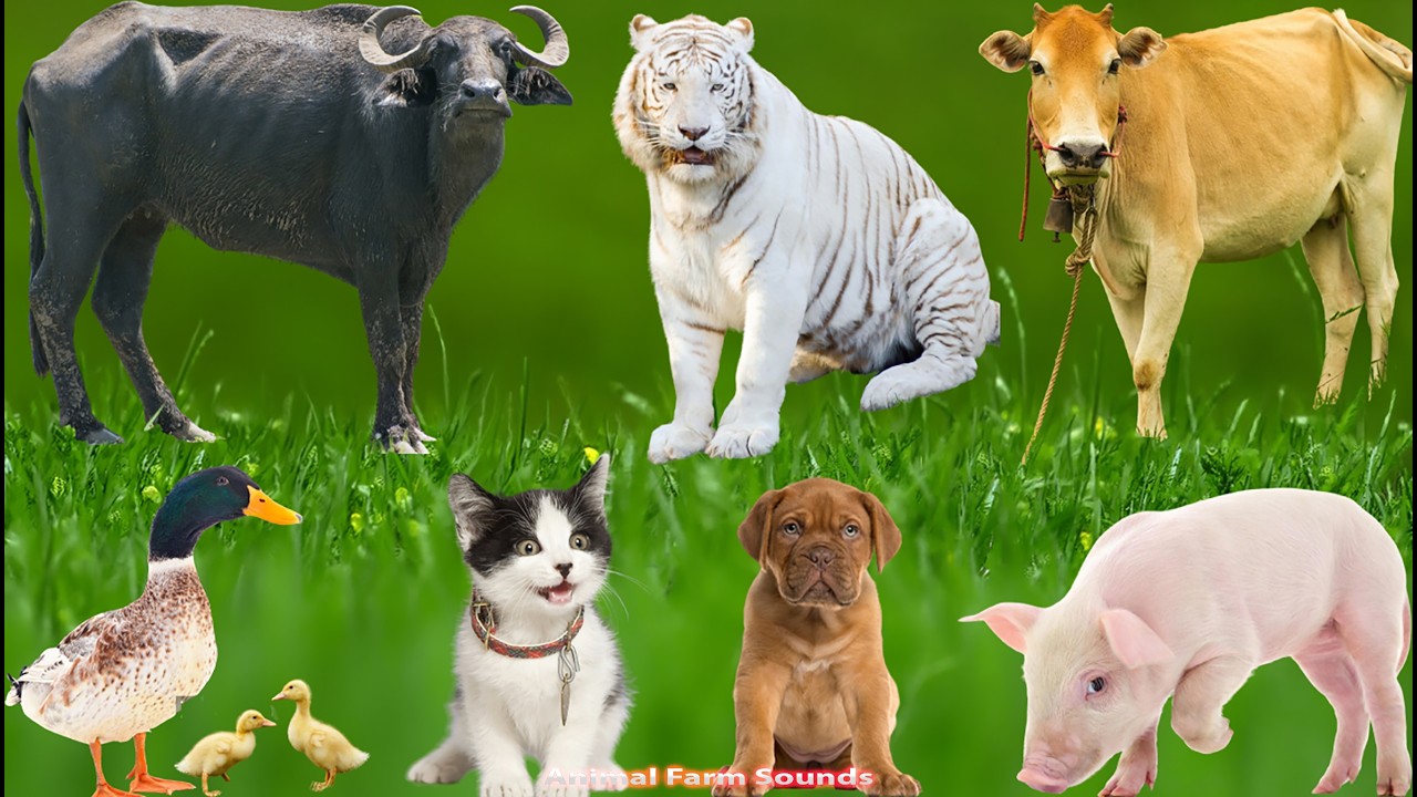 Cute Little Animals: Chick, Dog, Duckling, Squirrel, Rabbit, Cow, Piglet, Kitten &ndash; Animal Video
