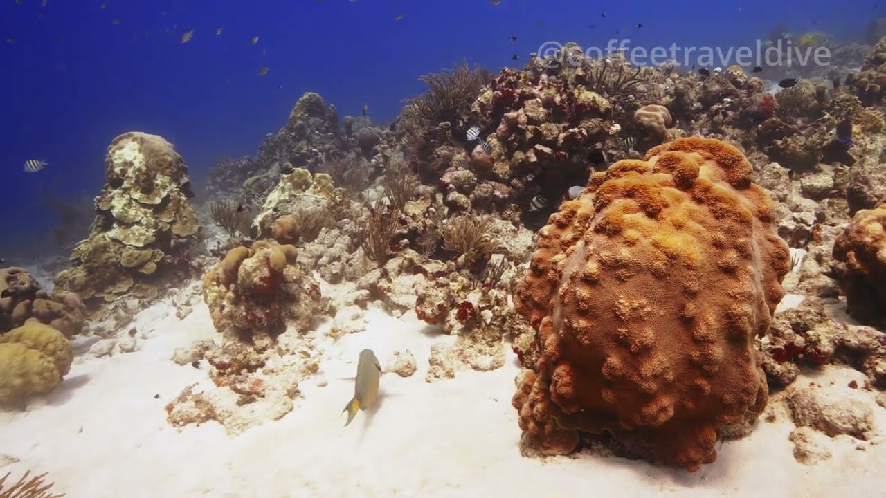 [4K] Scuba Diving in Aruba | Part Three | October 2023 | Sony A7RV