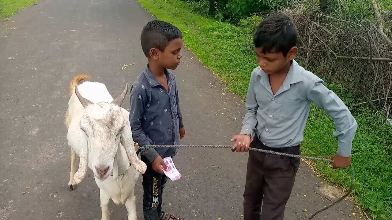 15000 की बकरी 10000 मैं बेची#sumit vijay video