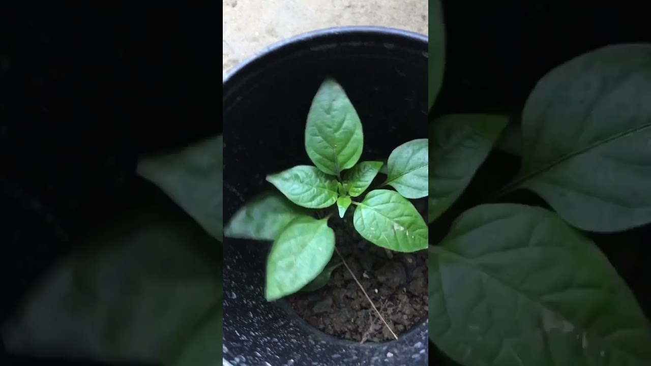 Plant deep #pepperplant #gardeningtutorial #gardeningtips #containergardening #chillies #peppers