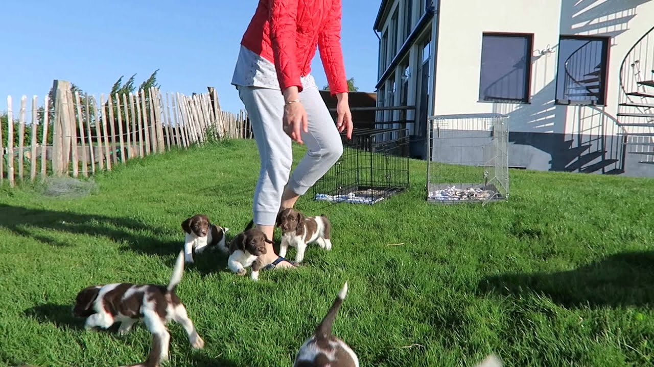 onze pups tussen de 5 en 8 weken oud (engelse springer spaniel)