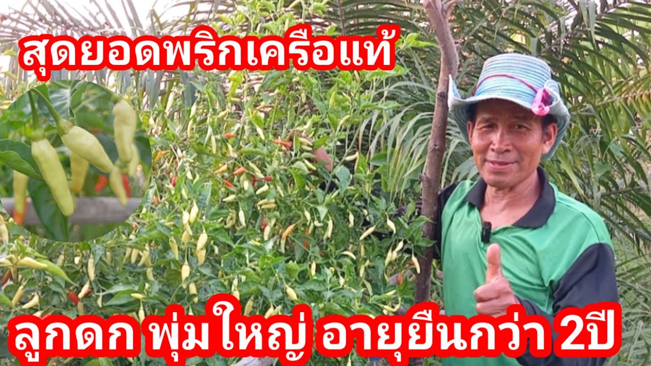 เกษตรกรปลูกพริกเครือแท้พันธุ์โบราณ!! สร้างรายได้ไม่ธรรมดา อีกทั้งยังปลูกง่าย ดก ขายได้ราคาและอายุยืน