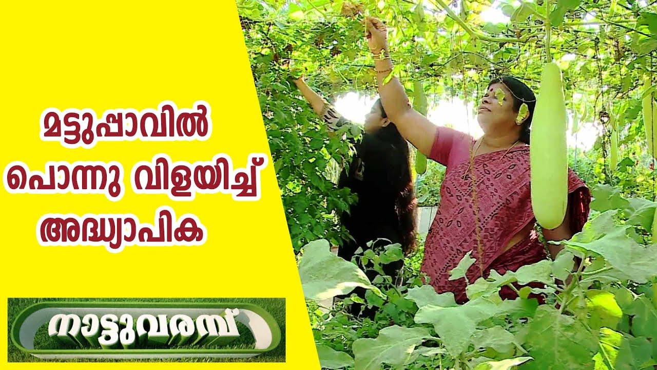 മട്ടുപ്പാവിൽ  പൊന്നു  വിളയിച്ച്  അദ്ധ്യാപിക  l  TERRACE  CULTIVATION  l  RENUKA  THRISSUR  l