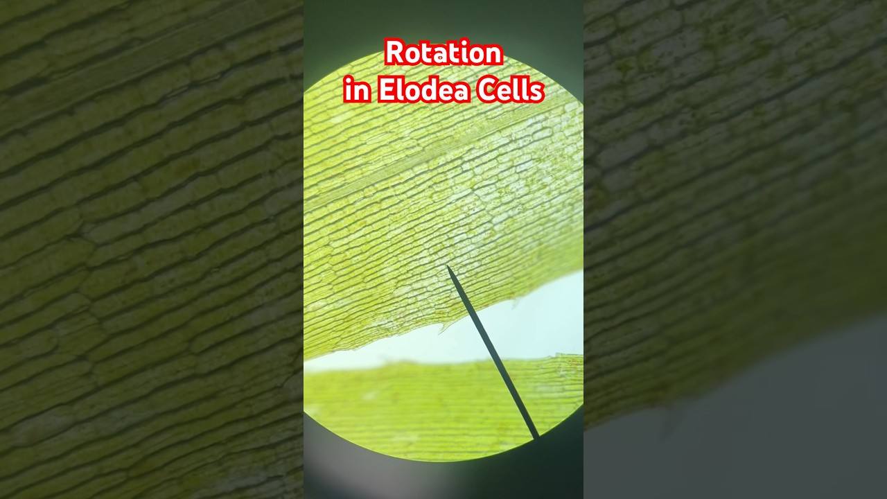 Mesmerizing Rotation in Elodea Cells Experiment | Plant Cell Movement #science #experiment
