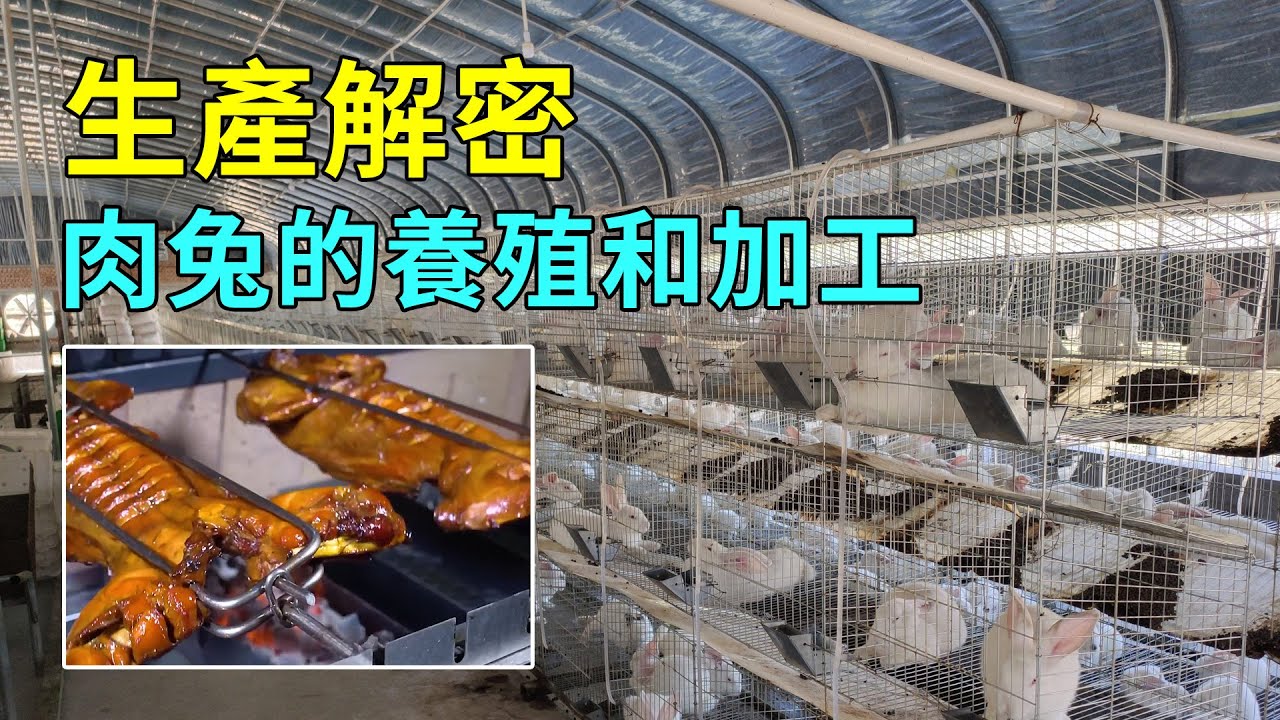 如何養殖兔子？一個月出貨10萬隻太掙錢了