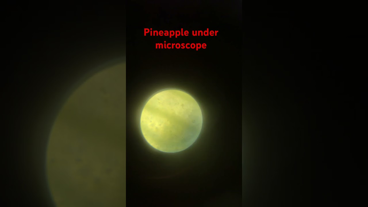 #amazing #shocking #microscope #pineapple #lens #biology #educationalcontent #education #cool