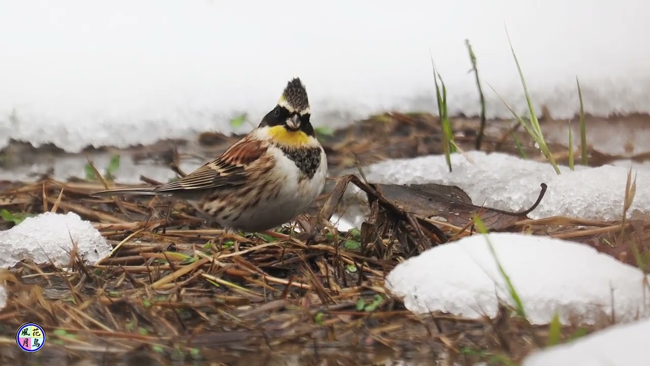 野鳥動画　山間の休耕田でミヤマホオジロ