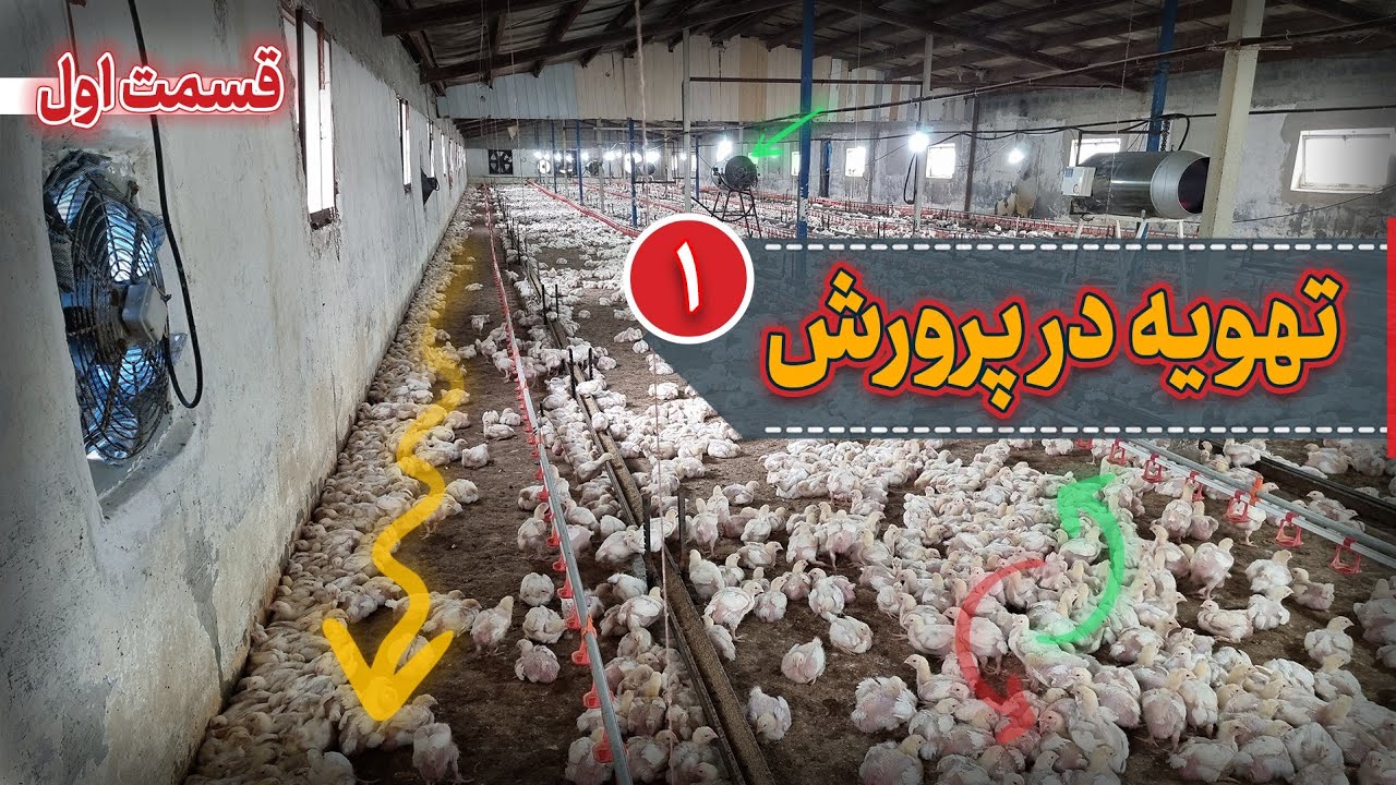 اصول تهویه در پرورش مرغ گوشتی (قسمت‌اول)