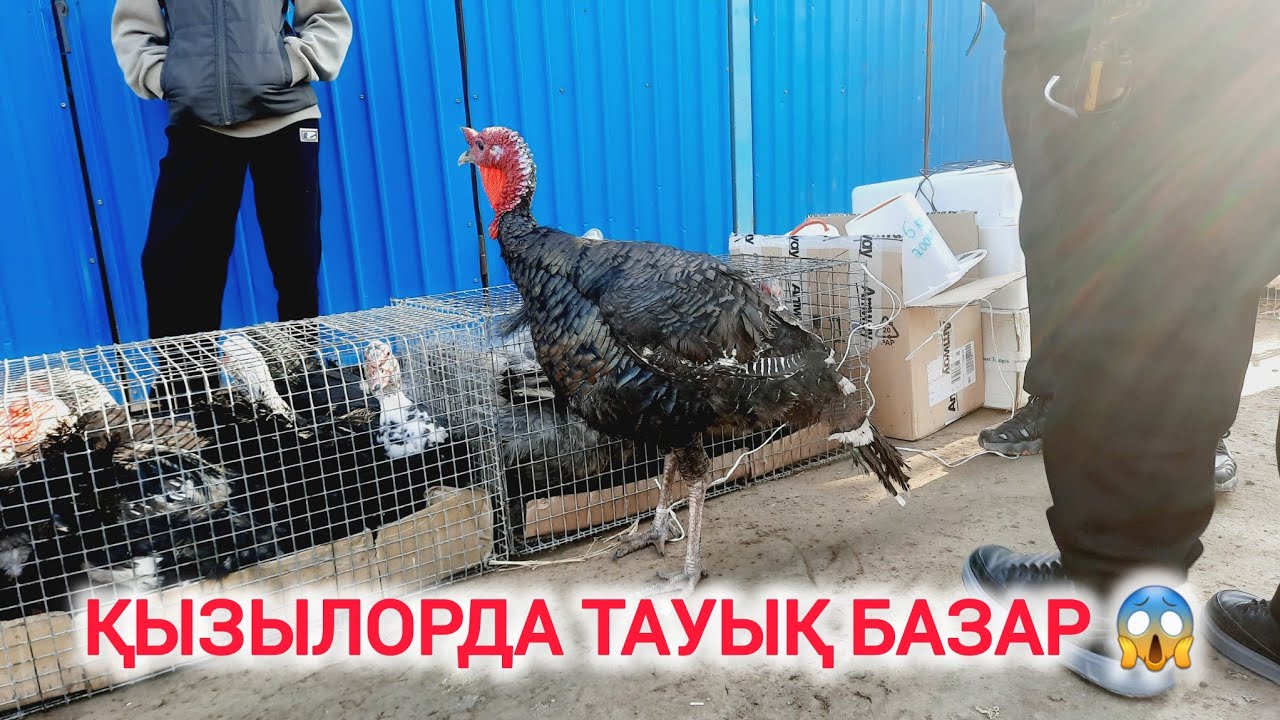 НЕ ДЕГЕН БАҒА, ҚЫЗЫЛОРДА АҚ ТӨРЕ БАЗАРЫ.
