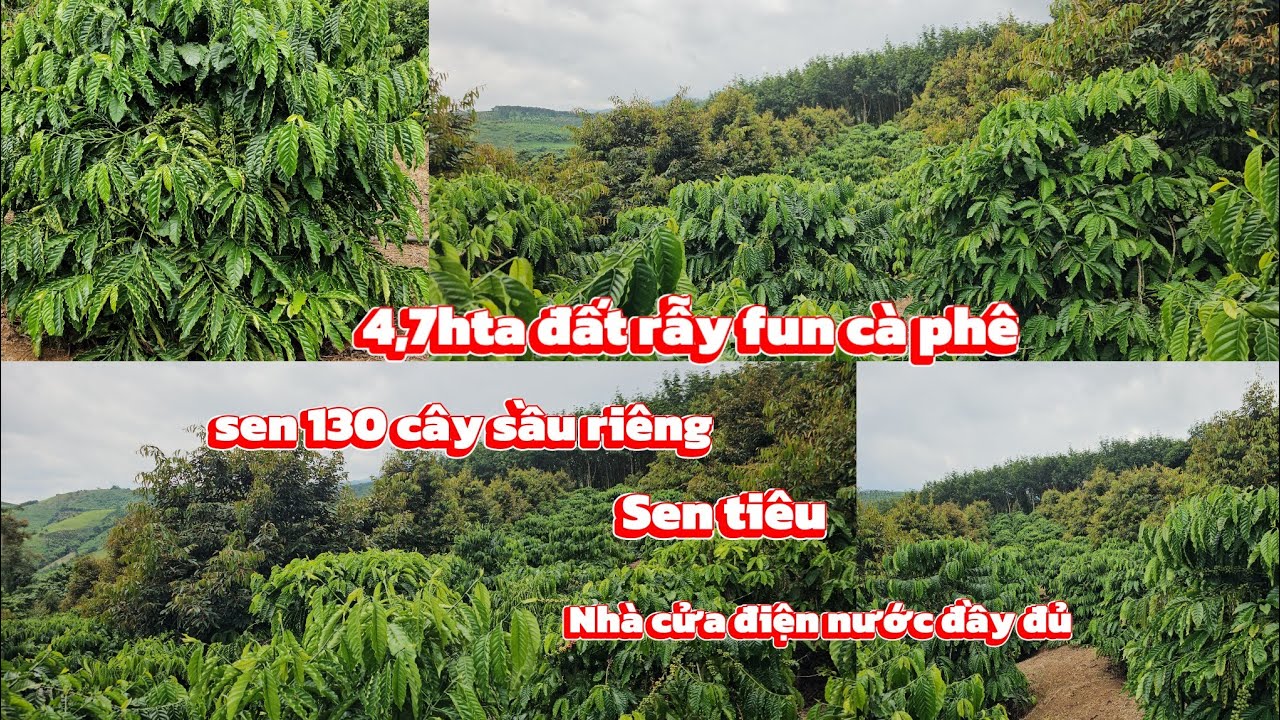 4h7 đất rẫy fun cfê siêu víp / giá bán 4 tỷ 550 triệu nguyên lô
