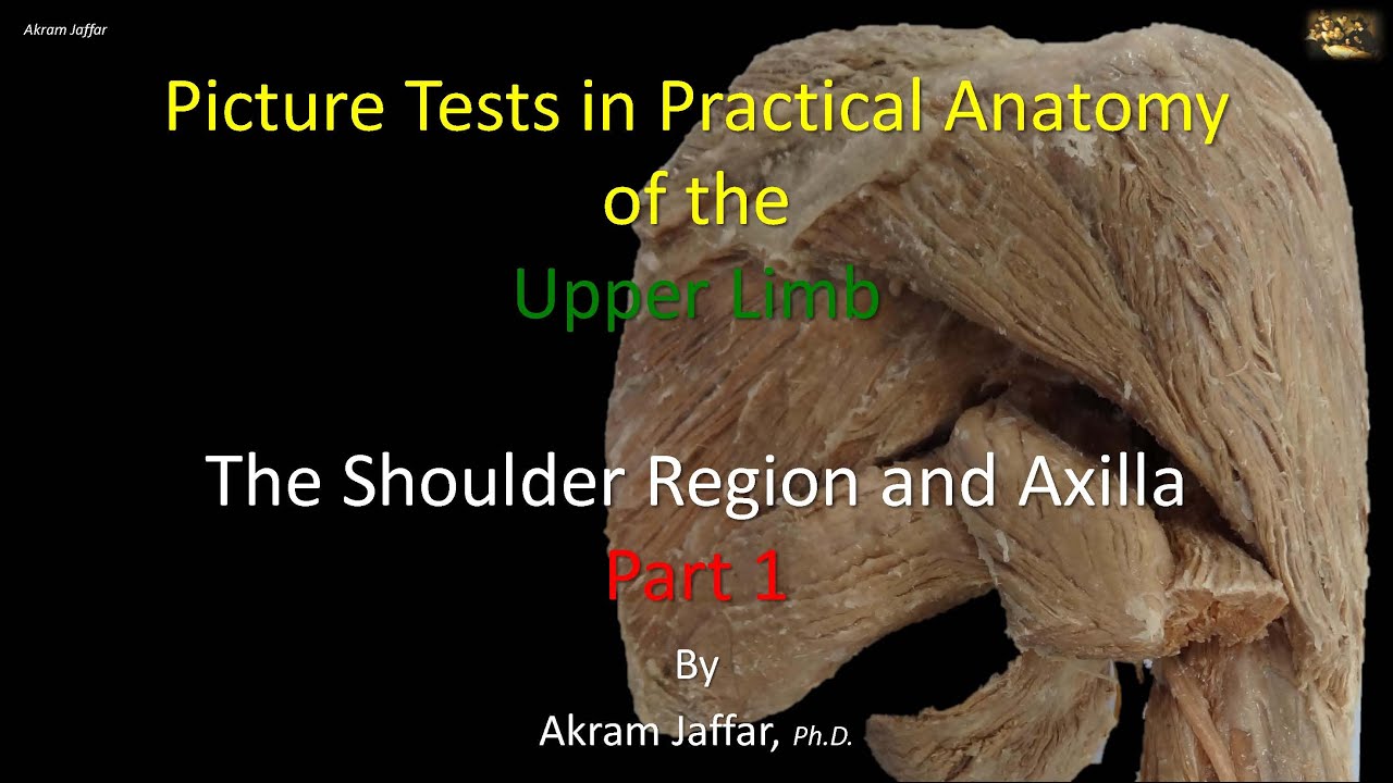 Picture tests in upper limb anatomy   shoulder region and axilla 1