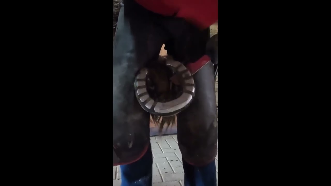 Pascal Wick Draft Horse Glushu Removal