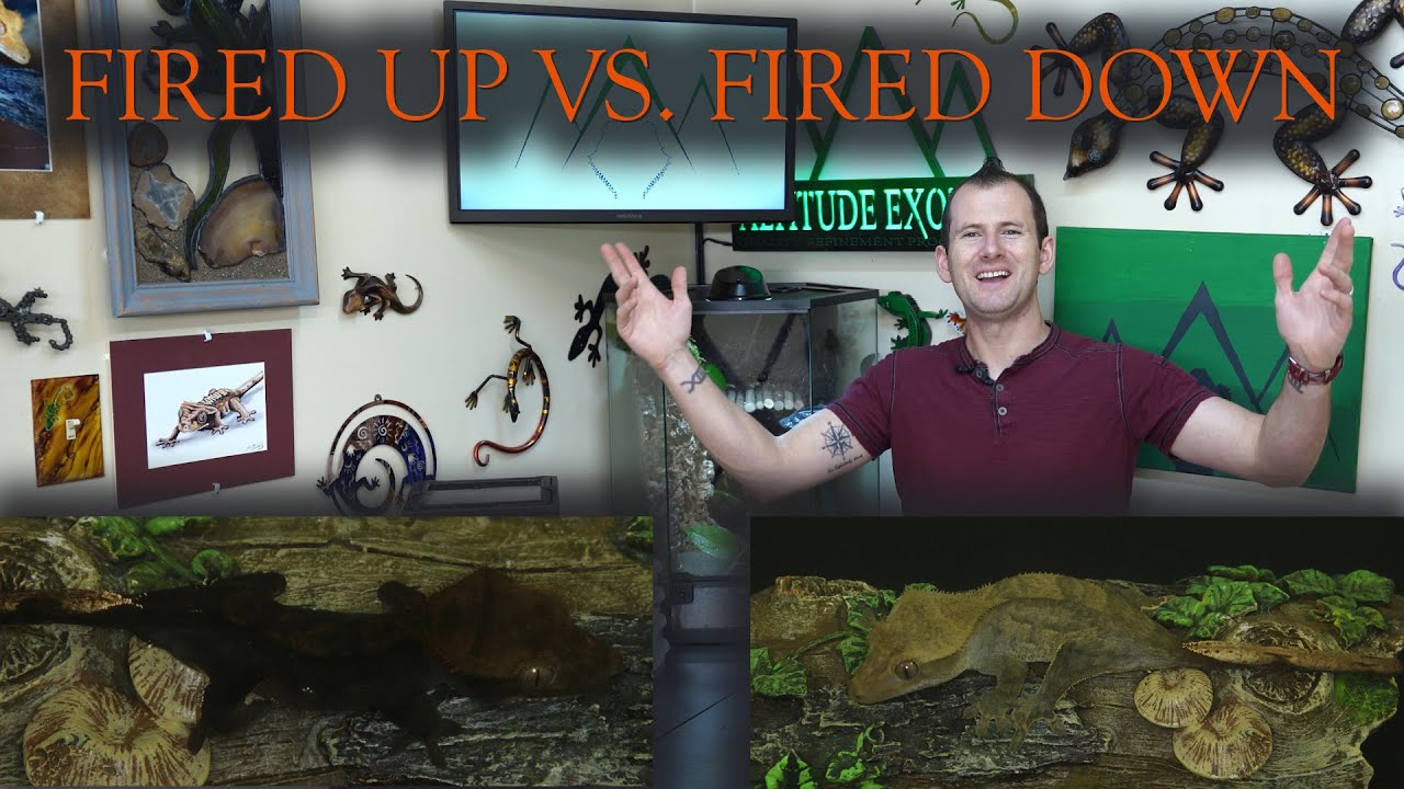 Как разжечь ваших бананоедов