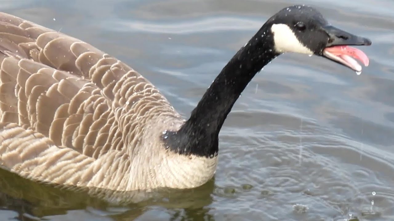 Canada Geese HONKING ANGRY Arguing
