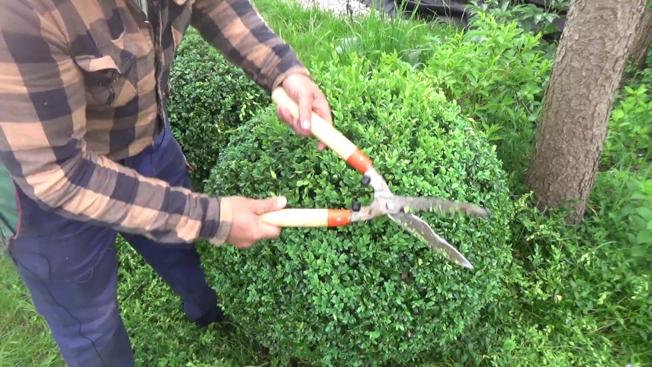 Как сделать шар из Самшита