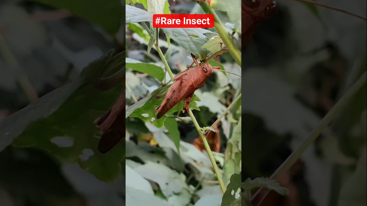 "I found a rare insect  