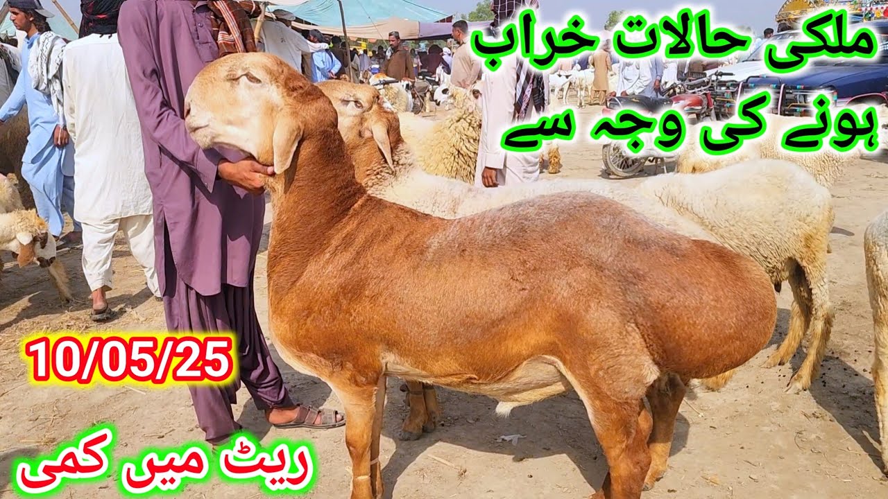 Dumba Mundra Bakry mandi Qurbani 2025 Animal Malik Imran goat farm 10 May 2025