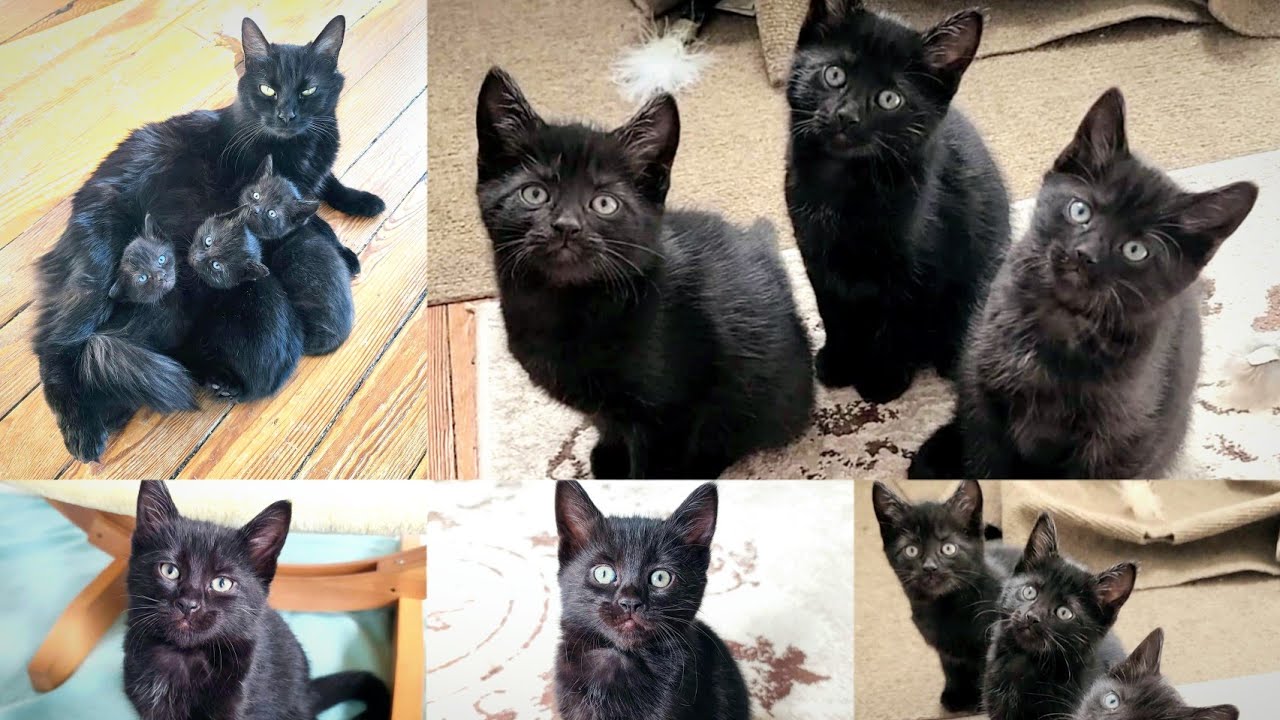 Cat Is So Proud To Show Off Her Kittens To Her Foster Mom