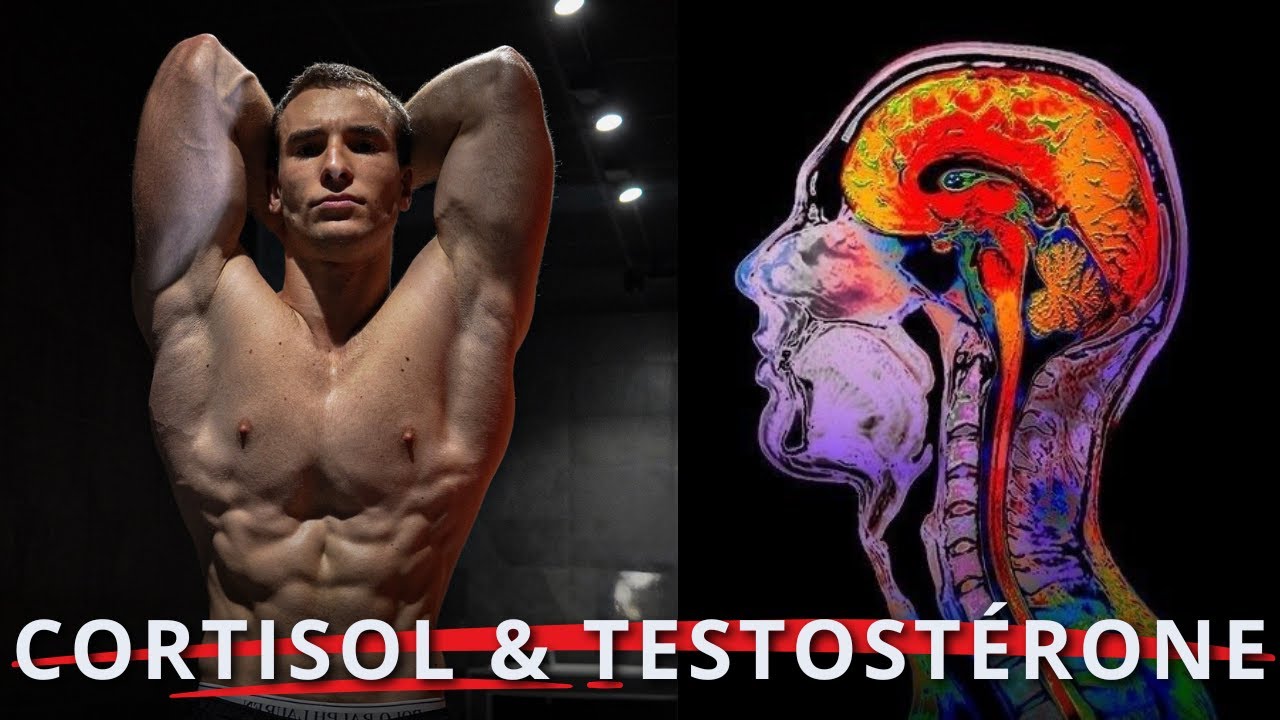 Cette hormone détruit ta testostérone (et personne n’en parle)