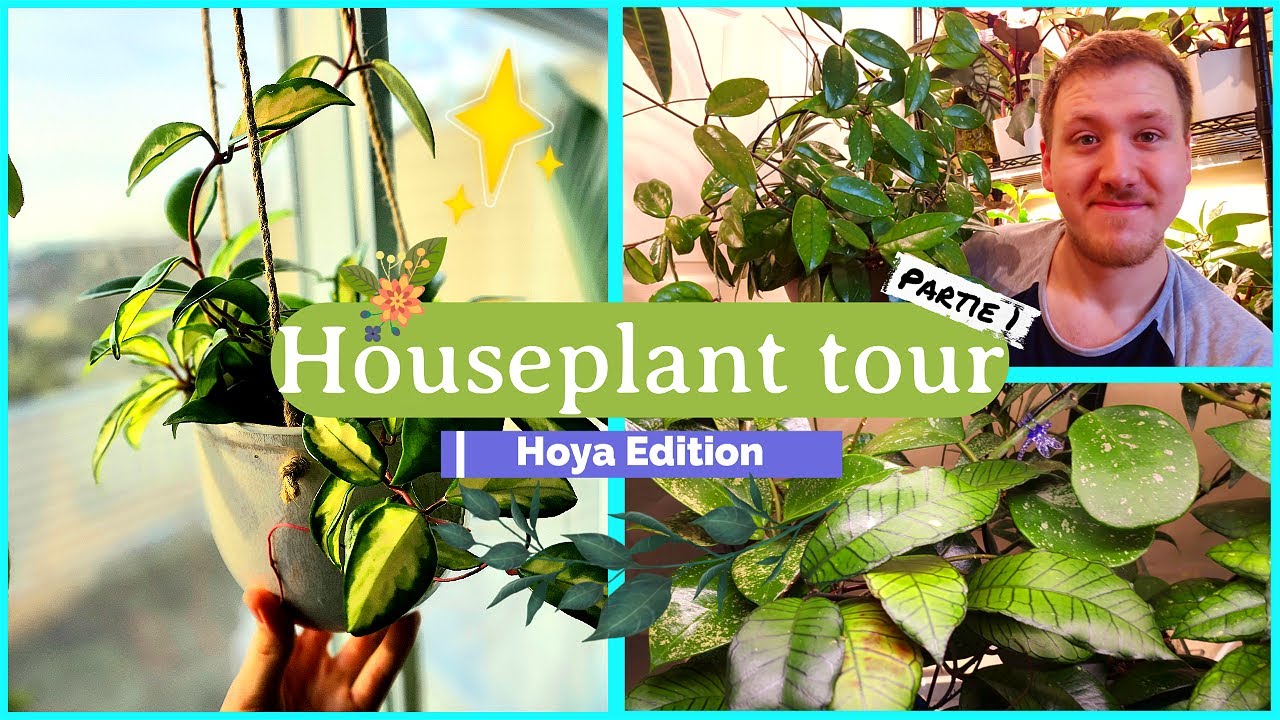 Houseplant Tour 🙌 | Hoya Edition 🌿 | Partie 1 | 25+ Variétés Différentes! 🙈