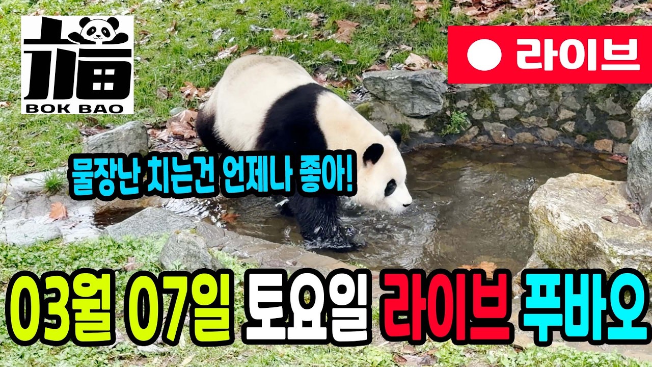 03월 07일 토요일 푸바오 라이브입니다. 물장난 치는건 언제나 좋아!