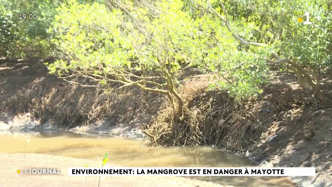 Environnement : La mangrove est en danger à Mayotte