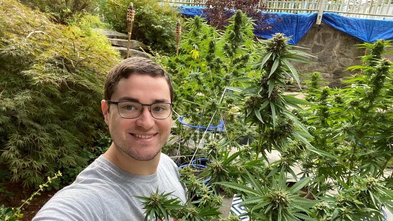 Harvesting Outdoor Plants 2022 | Ghost Train Haze
