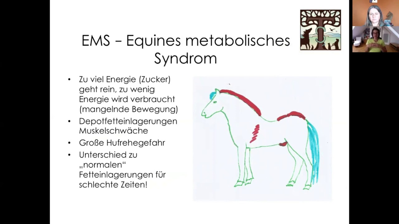 Einzelkurs Akademie - Stoffwechselerkrankungen bei Pferdenein Online – von Dr. med. Svenja Thiede