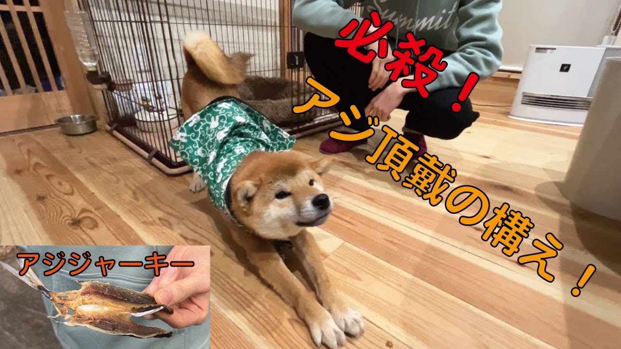 愛犬のためにアジジャーキーを作りたい！釣り～調理～実食【作り方】