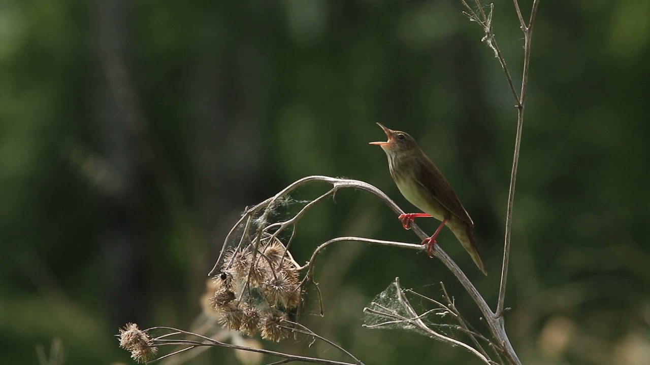 Речной сверчок. Locustella fluviatilis. River warbler.