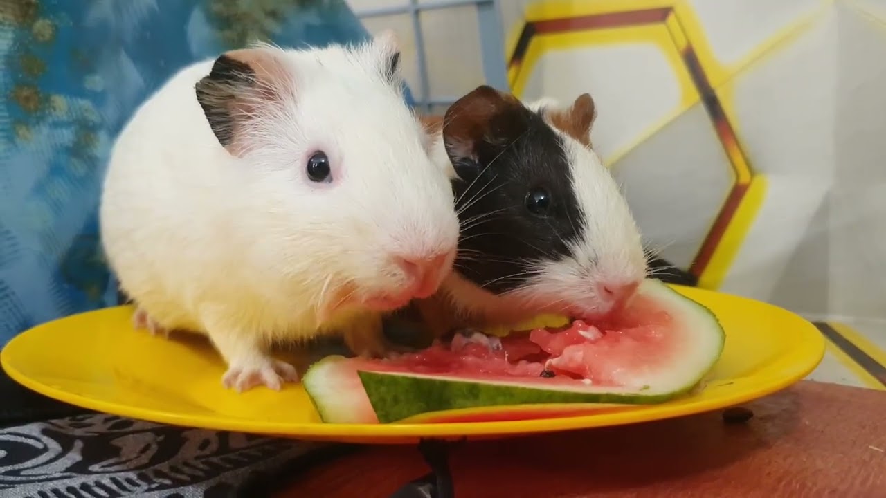 Guinea Pigs React to Watermelon