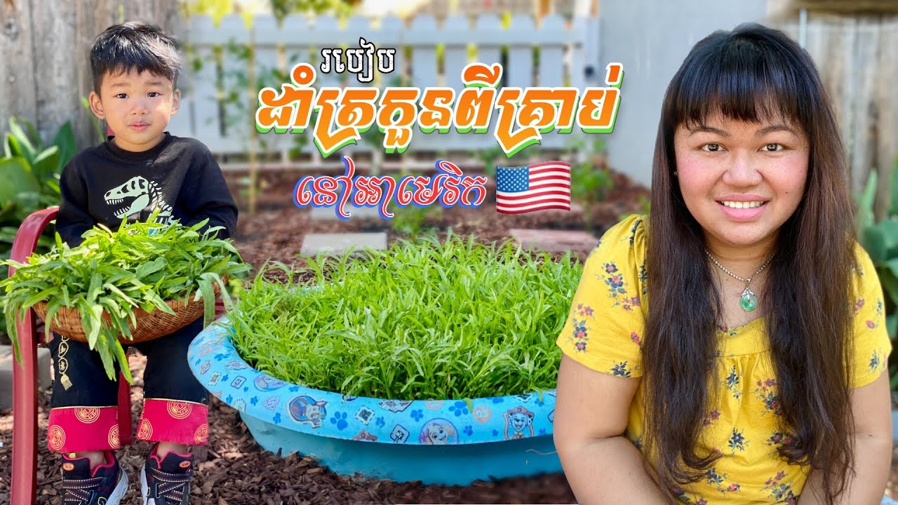 WATER SPINACH FROM SEEDS - GROW | HARVEST | COOK របៀបដាំត្រកួនពីគ្រាប់នៅអាមេរិក បេះយកឆារប្រេងខ្យង