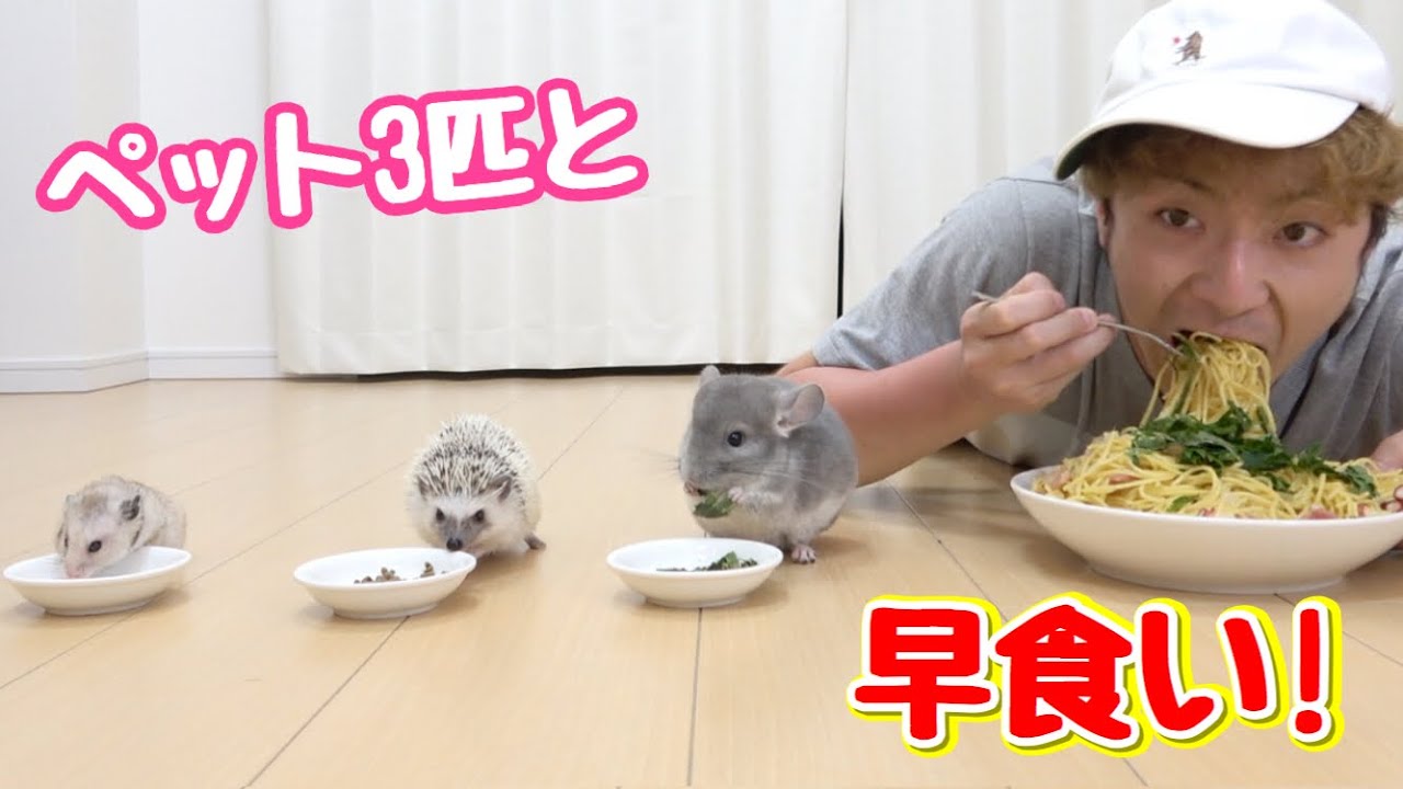 ペット3匹と早食い対決したら勝つのは誰！？ハムスター、チンチラ、ハリネズミ