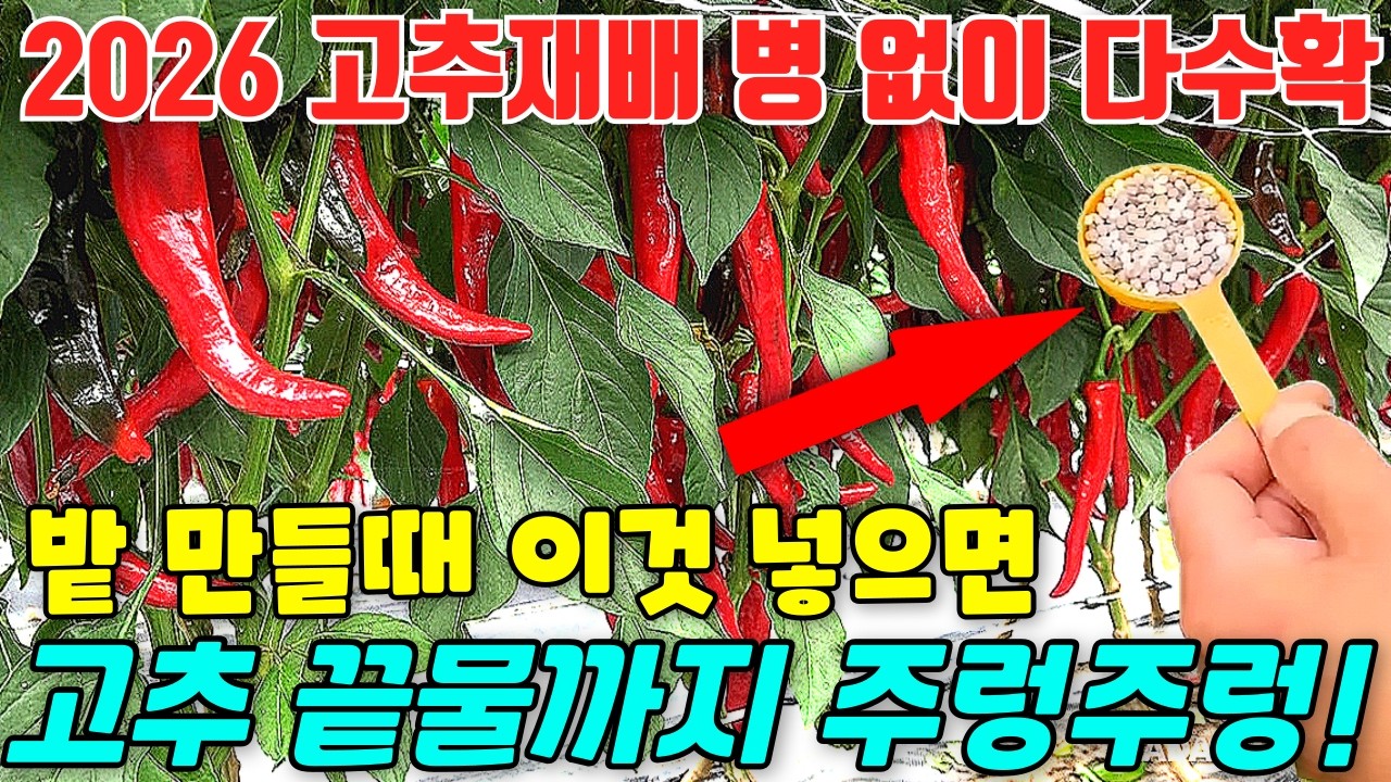 고추 탄저,역병없이 폭풍 뿌리로 끝물까지 주렁주렁 수확하는 고추밭 만드는 방법