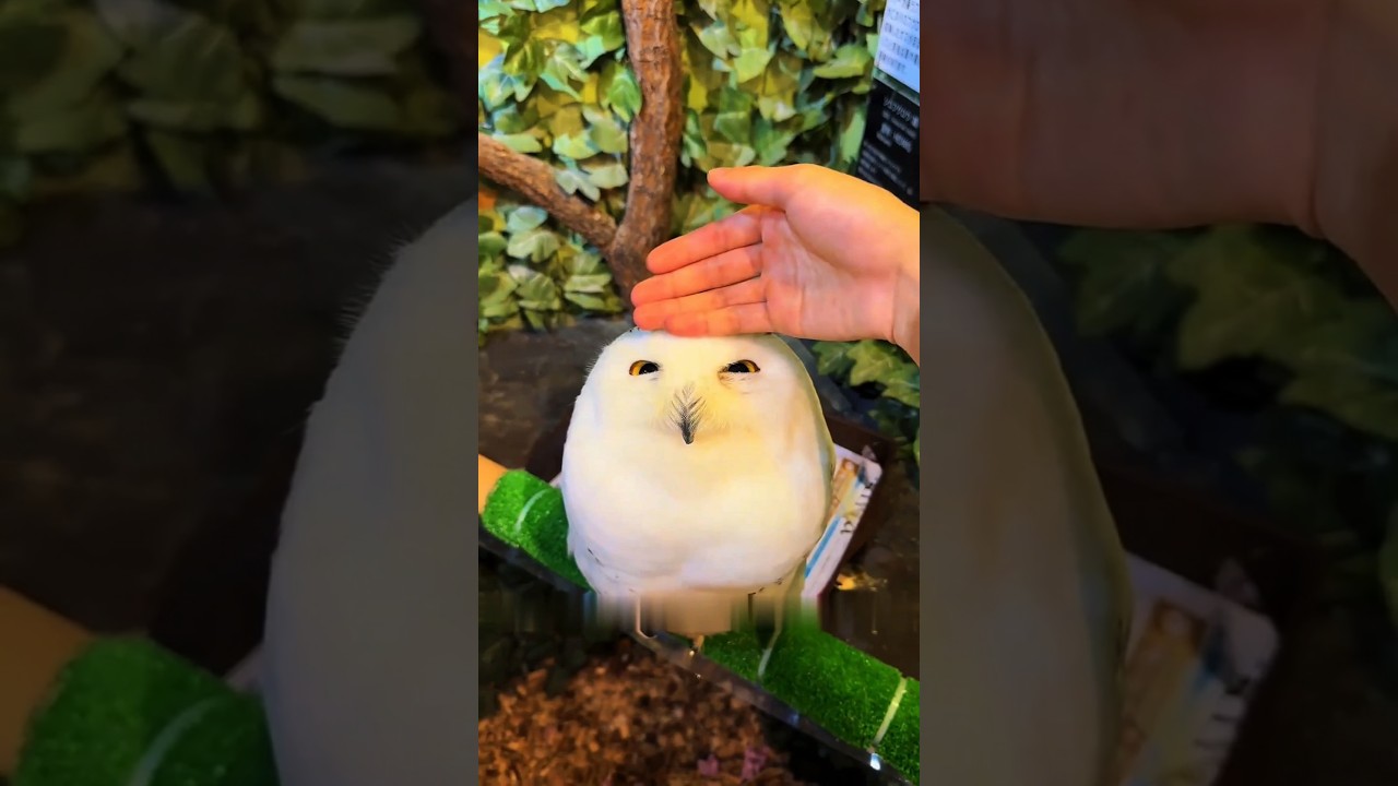 Why Snowy Owls Are The Cutest Birds on Earth #SnowyOwl #CuteOwl #FunnyAnimals #Birds #AnimalLovers