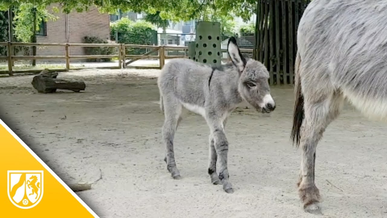 Krefelder Zoo: Das ist Eselbaby Chalisa