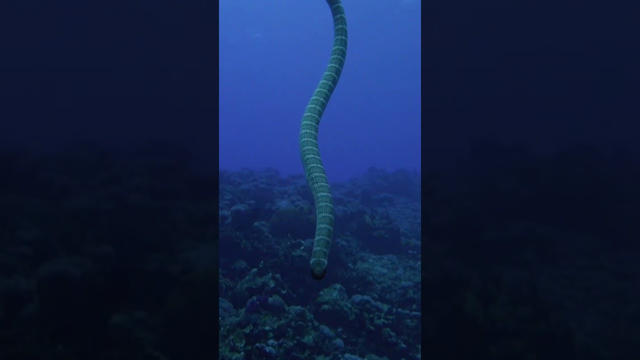 Sea Snake Attack Divers