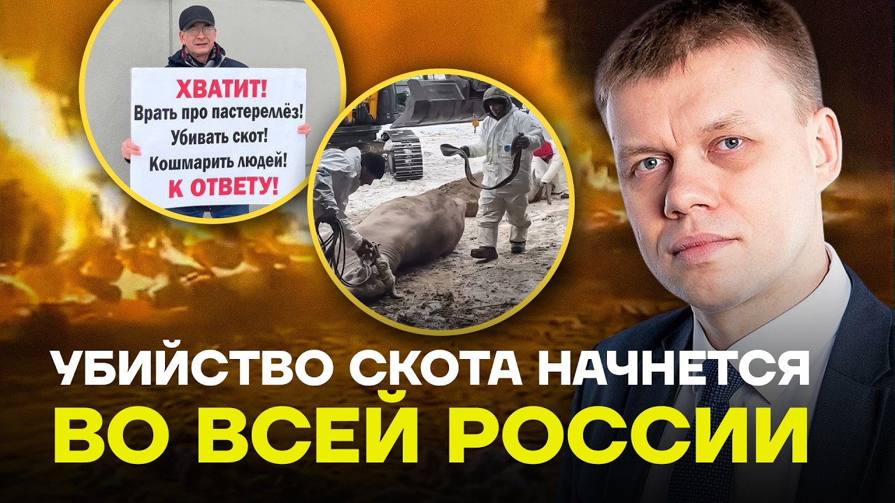 Сегодня Сибирь, завтра везде. Как власть уничтожает коров