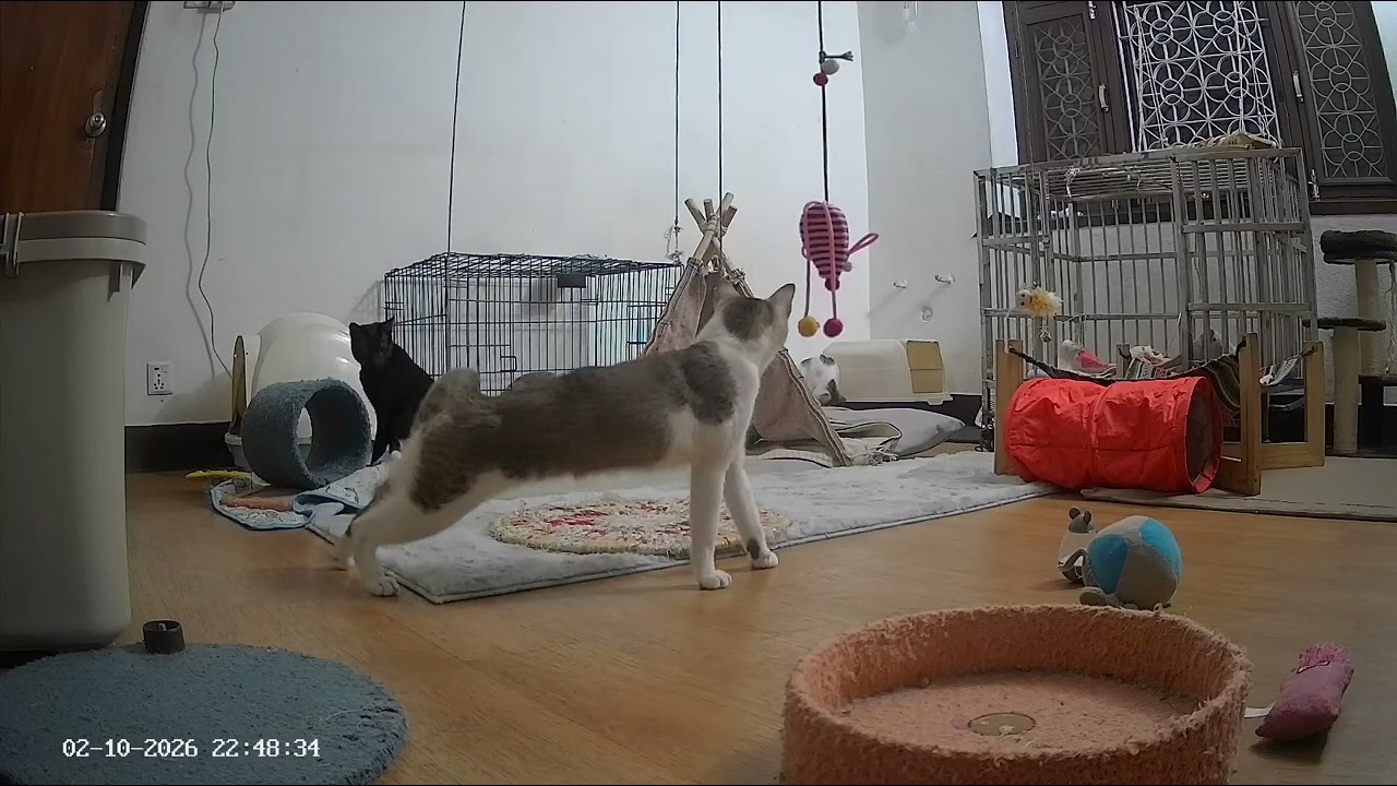 Highlights from the Special Needs Kitten Room ( 10 th Feb , 2026, Evening ) #catsofyoutube  🐈‍⬛😸😺 