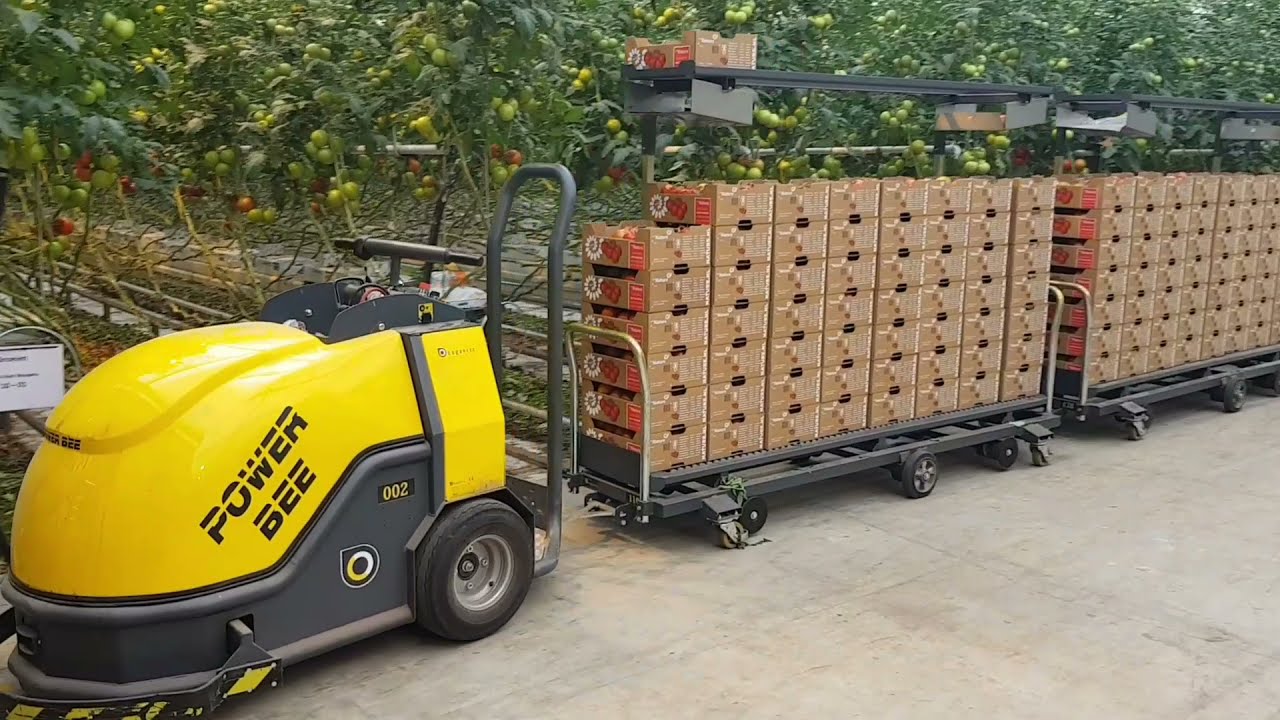 Tomatenkwekerij In de polder