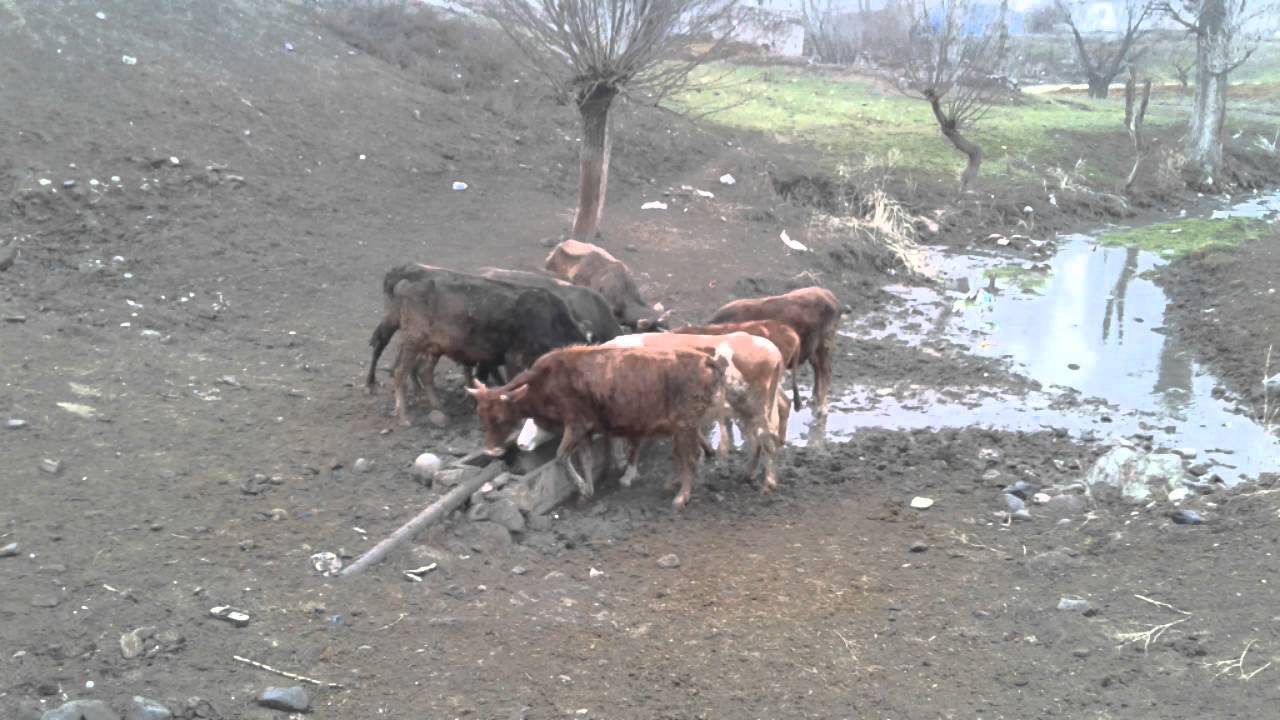 Erzurum_köprüköy_Eğilmez Mahallesi.