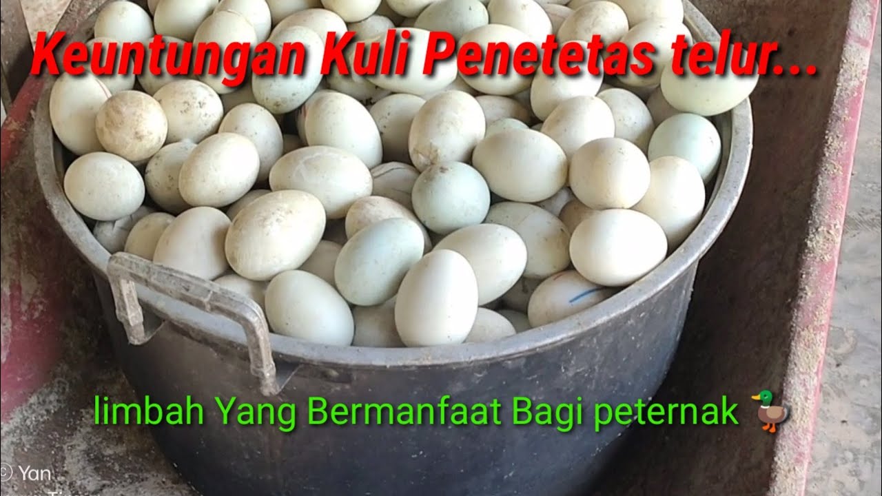 Pemanfaatan Limbah Penetasan Telur #pedaging #dod #anakbebek