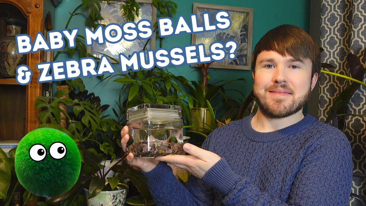 Marimo Moss Balls - Your Questions Answered (x10) + Care Tips