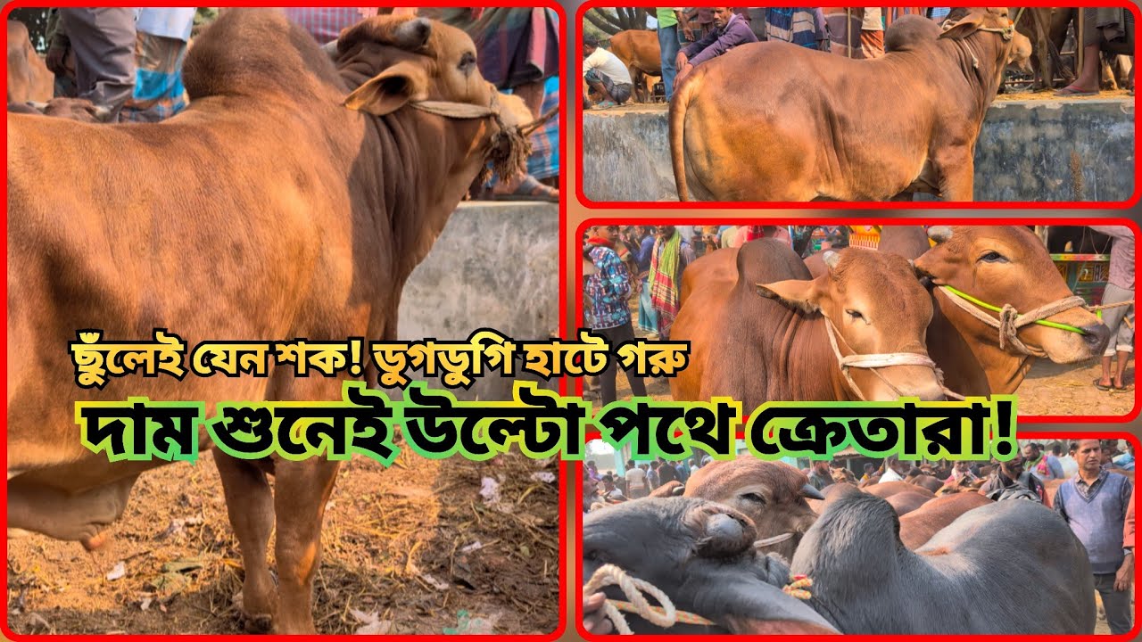 #ডুগডুগি হাটে #গরুর গায়ে হাত দেওয়ার সাধ্য কার? দাম শুনেই উল্টো পথে ক্রেতারা! #cowpriceinbangladesh 