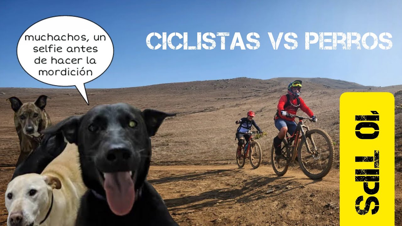 CICLISTAS vs PERROS / cuando Firulais ataca / Estrategias y Tips de defensa / Lo que debes saber