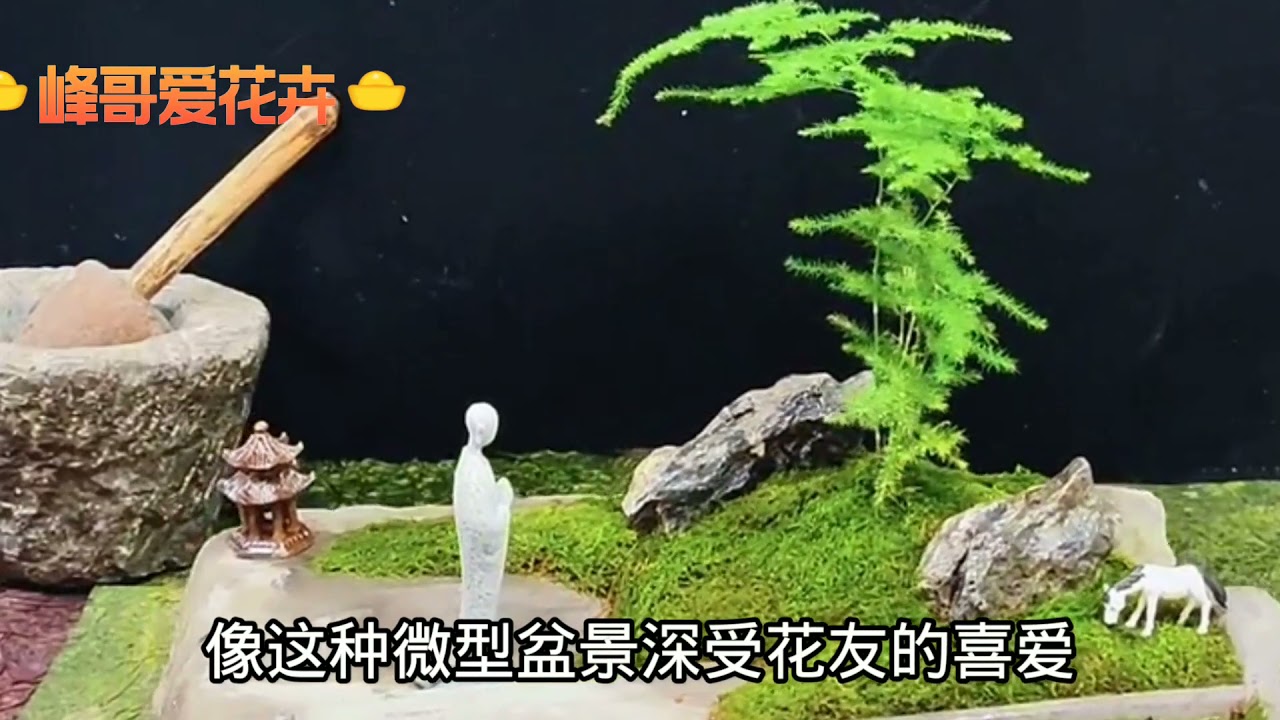 手把手教你制作文竹的微型盆景，小巧玲珑人见人爱，简直美翻了！