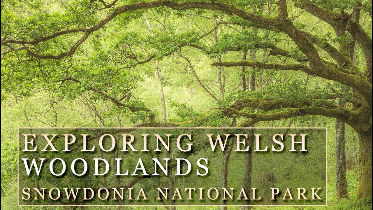 Scouting for Photographs in a Welsh Rainforest