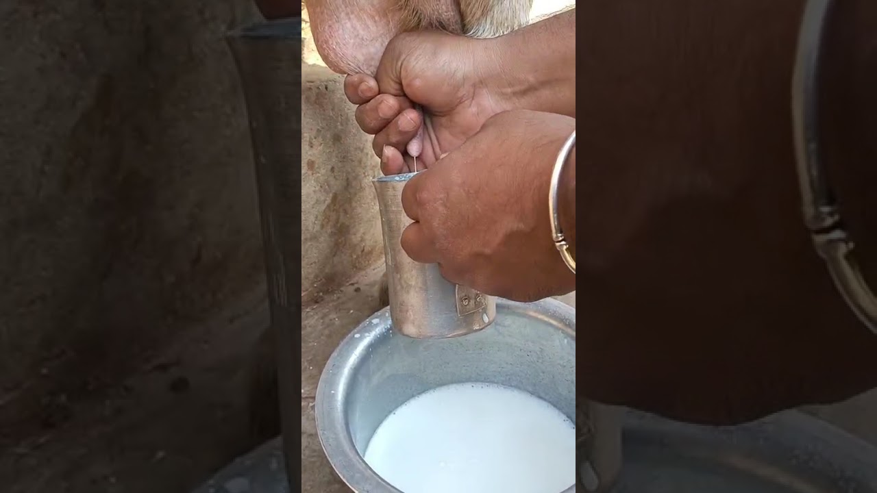 Milke k bakri full 2 liter 1 time #short#vedeo#virel#virel 